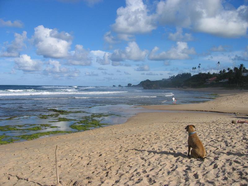 Round House Hotell Bathsheba Exteriör bild